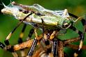 Argiope_bruennichi_P1509_Z_81_Les Gris_Frankrijk